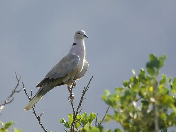 Turkinkyyhky, Eurasian Collared Dove, Streptopelia decaocto